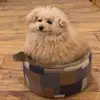 leokaufman235 - @leokaufman235 - TikTok