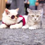 𝐋𝐞𝐨 𝐀𝐧𝐝 𝐊𝐞𝐥𝐥𝐲🐱 - @leokelly_cat - Instagram