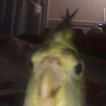 Leo Kelly - @birb_boii_memes - Instagram
