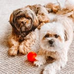 Tucker & Leo LaBelle - @tuckandleolabelle - Instagram