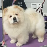 Leo lamb - @leo.thelionchow - Instagram
