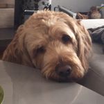 Léo Landry🐶 - @leo_landryy - Instagram