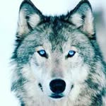 leo langlois - @leo_langlois3 - Instagram