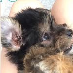 Cutter's Dog - @leo_larson123 - Instagram