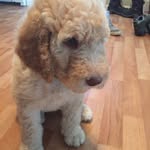 Leo Lavigne - @leo.the.pupdog - Instagram