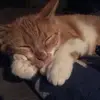 Léo Lebeau - @léolebeau - TikTok