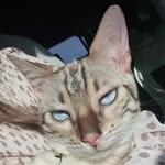 LEO - @leo_le_beau_bengal - Instagram