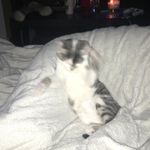 Leo_The_Lion - @leo_legault - Instagram