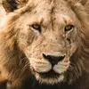 Leoleone Leo - @leoleoneleo - TikTok