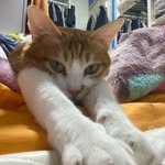 Leo leong - @lleo46331 - Instagram