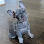 Leo Leong - @leo_dxbfrenchie - Instagram