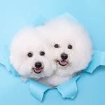 Leo & Lion - @leo_lion_bichon - Instagram