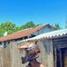 Leo lion - Facebook