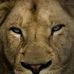 Leo lion - Facebook