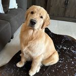 🐾Leo Lowe 🐾 - @leo_lowe_the_golden_boy - Instagram