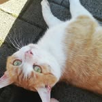Leo Löwe 🐈 - @kleiner.kater.leo - Instagram