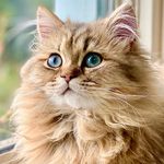 Leopold “Leo” Lowe - @leolowethelion - Instagram