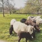 Leo Lutz - @leolutz56 - Instagram
