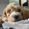 Leolyons - @leolyons - TikTok