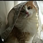 Leo&Noa&Lyon - @leo_un_lindo_gatito - Instagram