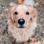 Bruce Leo Lyons - @agoldenretrieveraday - Instagram