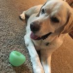 Leo Lyons - @leo.doggoo - Instagram
