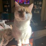 Leo Lyons - @lilleothecat - Instagram