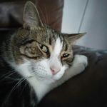 Leo Lyons - @lord_leopold_lyons - Instagram