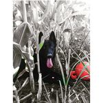 Leo Manning - @lionlover2006 - Instagram