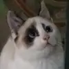 Leomarchanddekebab🌮 - @leomarchanddekebab - TikTok