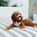 Leo Martens - @leos.lil.lifee - Instagram