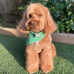Leo Massey - @cockapoo_leo_massey - Instagram