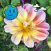 Leonne Maynard - Facebook