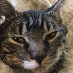 Maynard the Cat - @maynardleothecat - Instagram
