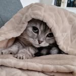 Leo - @leomcgregor_the_cat - Instagram