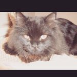 Frank leo McKenna - @frankleo11 - Instagram