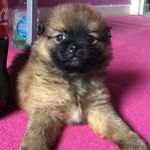 Leo Mckenna 🐾 - @leo.the.lillion - Instagram
