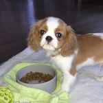 Leo the Cavalier - @leo.mckenna_ - Instagram