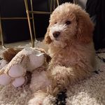 Leo McWilliams - @leominilion - Instagram