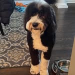 Leo Michaels - @leo.michaels.the.sheepadoodle - Instagram