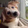 LeoMol - @mollycorgikw - TikTok