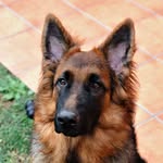 Leo - @leo.montesancho - Instagram