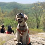 Leo - @leomontes_thecavapoo - Instagram