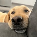 Leo Mullins| the Labrador - @mr_leo_mullins - Instagram