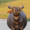 Mullins Leo - @mullins.leo - TikTok