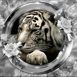 Leo Nagy - @leo.nagy.3388 - Instagram