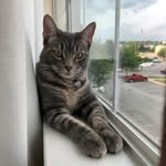 Leo Newman-Wilson - @lilleokitty - Instagram