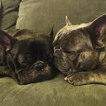 Leo & Oakley - @leoandoakley_4lyfe - Instagram