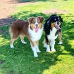 Leo & Oakley the Aussies - @leo.oakley.aussie - Instagram