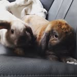 Leo And Oakley - @beloved_bunnies - Instagram